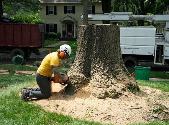 Ryan Bansky Expert Tree Service - Lindenwold, NJ