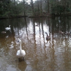 Swan Lake Iris Gardens