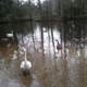 Swan Lake Iris Gardens