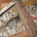 Animals in the Attic - Pest Control Services