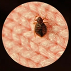 Sleeptite Thermal Bedbug Extermination, LLC
