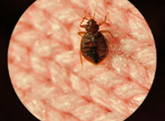 Sleeptite Thermal Bedbug Extermination, LLC - Woodville, OH