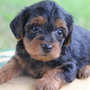 Family Dog Puppies - Pet Breeders