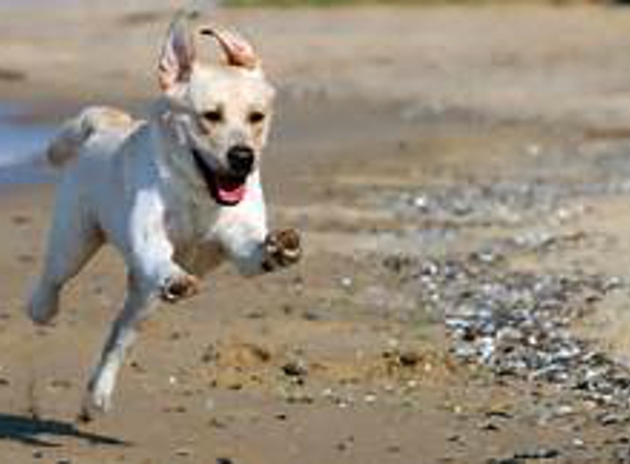 Solana Beach Dog Walk Co. - Solana Beach, CA. Off Leash Playtime