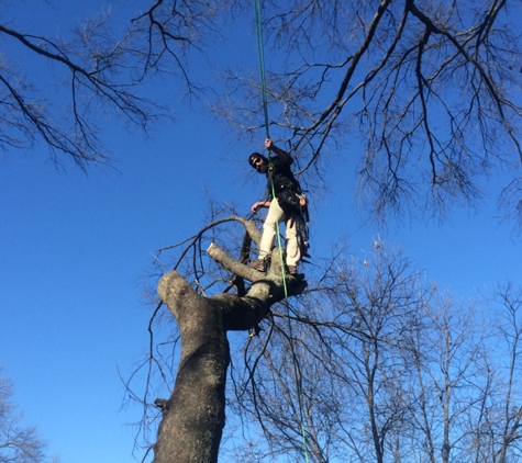 Jeff's Tree Service - Memphis, TN