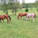 Sue BD Stables - Horse Training