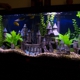 Totally Tanked Aquarium Services