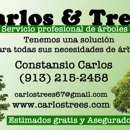 Carlos & Trees - Tree Service