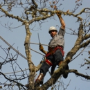 Murphy's Tree Care - Tree Service