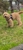 Pampered Pups - Dog & Cat Clipping & Grooming