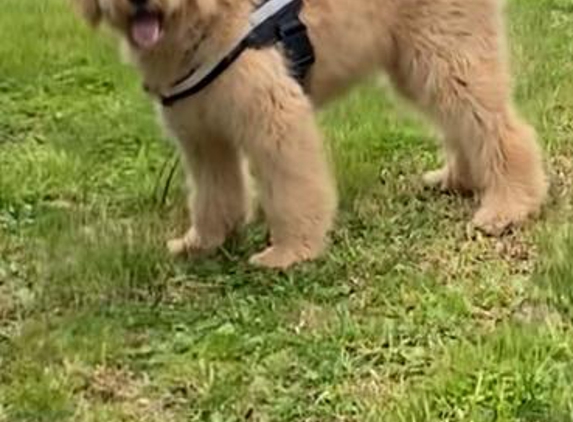 Pampered Pups - Doncaster, VIC. My dog looks Amazing when she’s freshly groomed