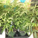 The Clone Zone - Nursery-Wholesale & Growers