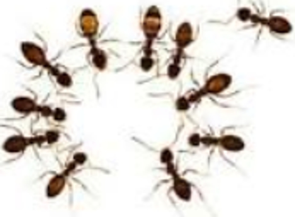 Texas Pest Services, LLC - Longview, TX