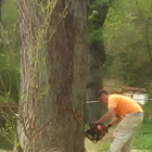 TNT Tree Service 40% off all Trees