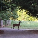 McDaniel Farm Park - Parks