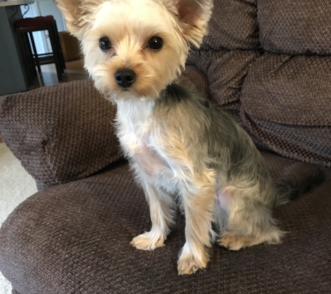 Dapper Dog - Terre Haute, IN. Pretty Yorkie