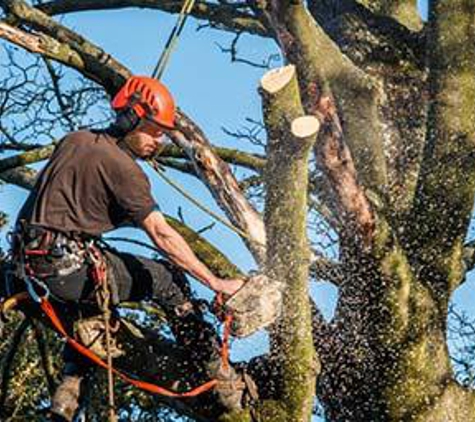 A Affordable Tree Service