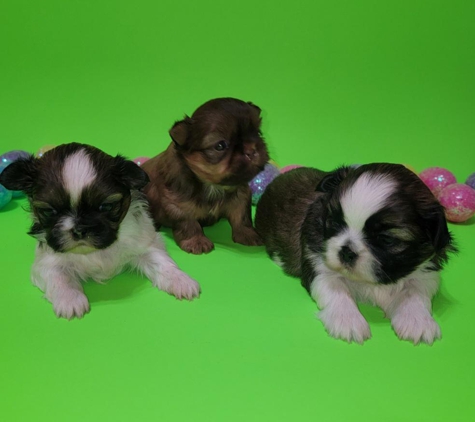 Grobler Shih Tzu Puppies - Mullin, TX