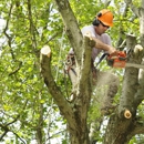 Collegeville Tree Service - Business & Trade Organizations