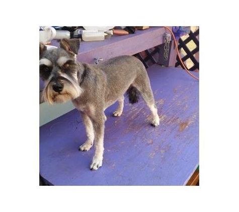 South Coast Doggie Do's - Kianga, NSW