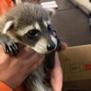 Animal Wildlife Trappers, Inc. - Animal Removal Services