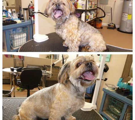 Sunshine Groomers - dog grooming - Cape Coral, FL