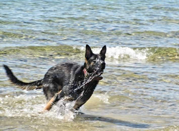 Stonehill Kennels - Mount Morris, MI. First Birthday/
Lake Michigan