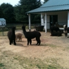 Alpaca Fullmoon Farm gallery