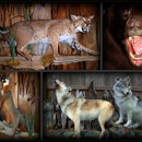 Artistry Of Wildlife By Sonny Amato - Taxidermists