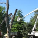 Giroux Tree Service - Tree Service