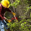 Shoreham Tree Service - Tree Service