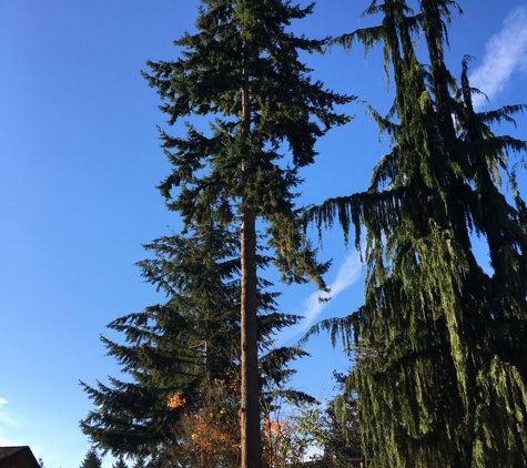 Saunders Tree Service LLC - Shoreline, WA