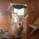 Sharp Taxidermy