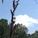 Everett Nichols Tree Service - Stump Removal & Grinding