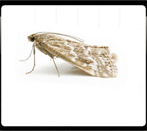 Sharp Pest Control - Cooma, NSW