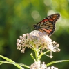 Ozark Soul Native Plants and Landscaping gallery