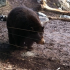 North American Bear Center