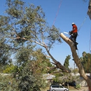 Rudy's Landscaping & Tree Service - Tree Service