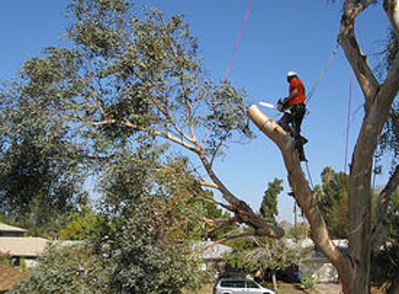 Rudy's Landscaping & Tree Service - Lake Elsinore, CA