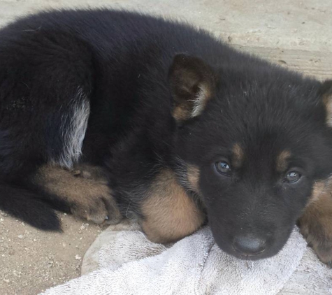 Metivier Family German Shepherds - Menifee, CA