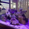 Blue Reef Aquarium maintenance set up and design gallery