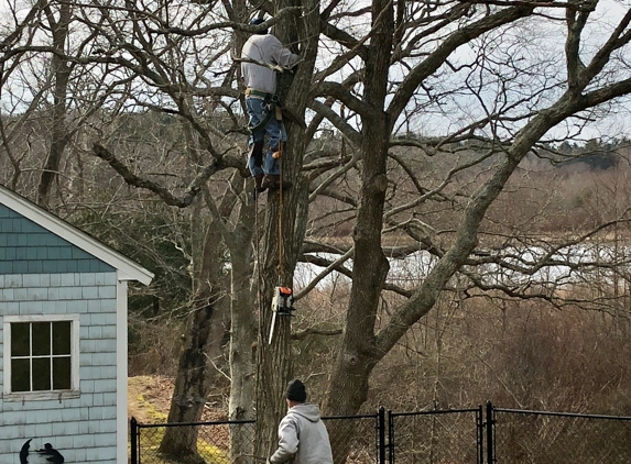 The Tree Guy - Buzzards Bay, MA