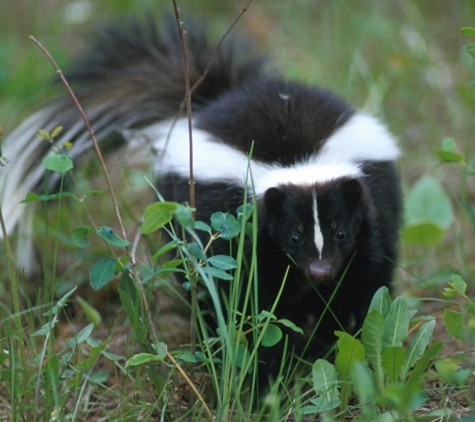 Northern Colorado Pest and Wildlife Control - Greeley, CO