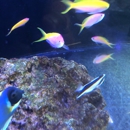 Cuttle Fish and Corals - Aquariums & Aquarium Supplies