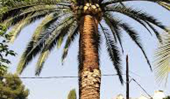 j-s-treeservice.com - Santa Barbara, CA