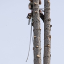 Craft Tree Care - Tree Service