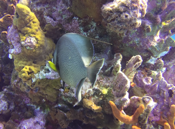 Sea Dwellers Dive Center - Key Largo, FL