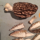 Pacific Northwest Wild Mushrooms - Mushrooms