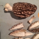 Pacific Northwest Wild Mushrooms