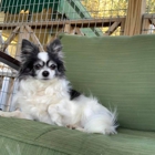 Circle Lake Ranch Pet Resort